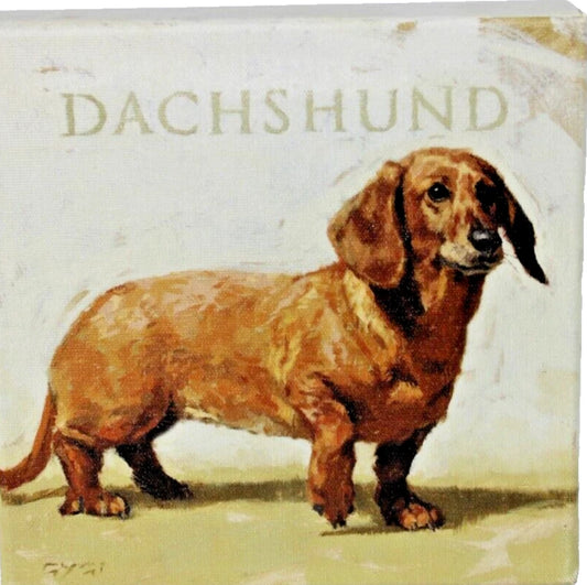Dachsund Dog Gygi